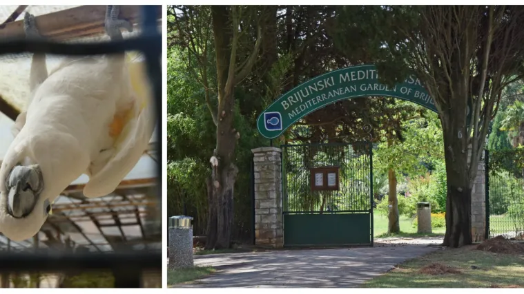 Posjetili smo Brijune: Poznata pričljiva Titova papiga ima poruku za pesimiste oko sezone