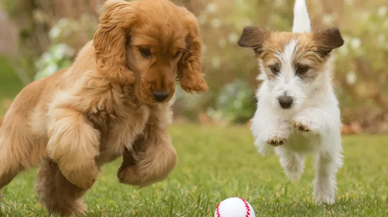 Važno je paziti i na imunitet na&scaron;ih ljubimaca