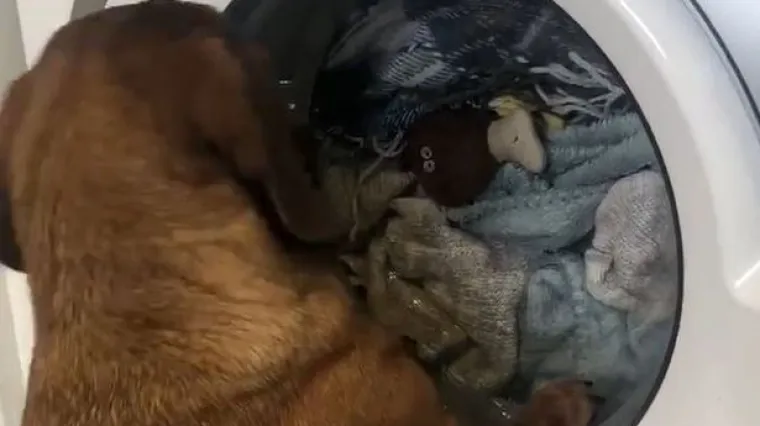 Reakcija ovog psića na 'nedopustiv' prizor u perilici rublja najslađa je ikad