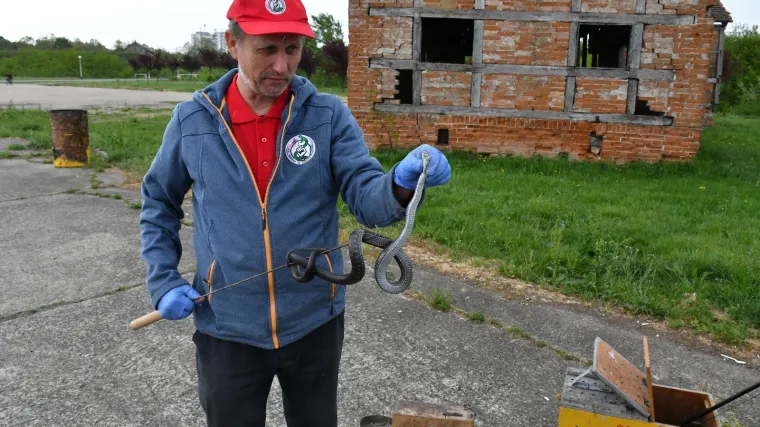 VIDEO Najpoznatiji zmijolovci u akciji: 'Uhvatili smo dvije riđovke i jednu bjelou&scaron;ku ovdje'