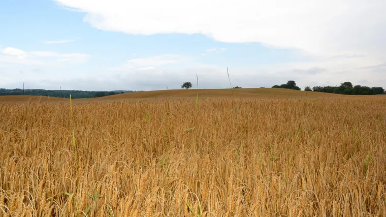 Potres na svjetskom trži&scaron;tu: Nesta&scaron;ica 'žute nafte' mogla bi dovesti do jo&scaron; veće krize