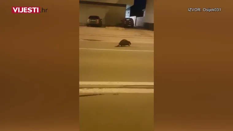 OVO JO&Scaron; NISTE VIDJELI Dabar mirno &scaron;eta jednom od najprometnijih osječkih ulica