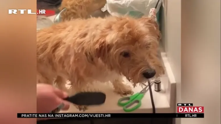 Otvoreni saloni za pse uz jedno novo pravilo