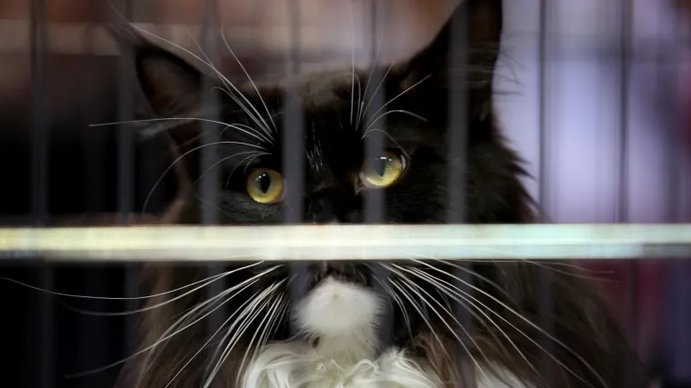 Tužna vijest: Uginuo je mačak Negrito. Bio je pozitivan na koronavirus