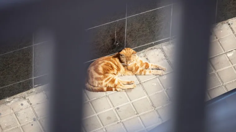 Mali Negrito je preminuo, ali veterinar tvrdi ne od COVIDA