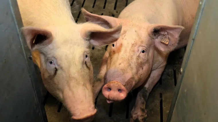 Svinje nitko ne želi kupiti pa će 2500 životinja biti eutanazirano? 'Nije rješenje pobiti ih, iako neki to rade...'