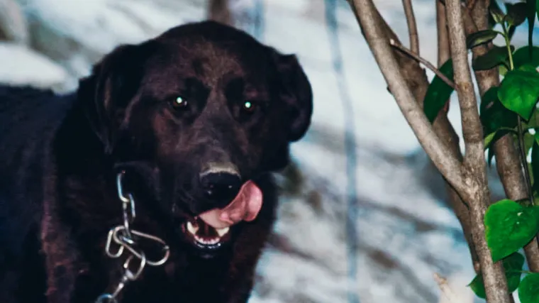 'Medo se sav se tresao, pjena mu je išla na usta, jako je patio...'
