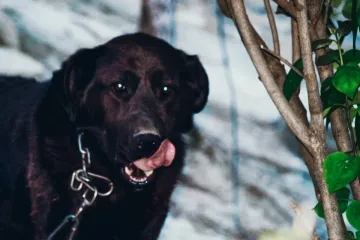 'Medo se sav se tresao, pjena mu je išla na usta, jako je patio...'