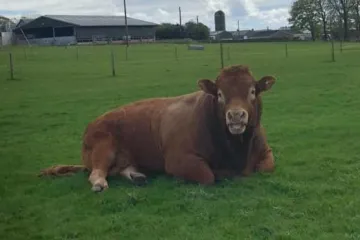 Pokušao se počešati o električni stup, jedva izvukao živu glavu, a tri sela ostala bez struje