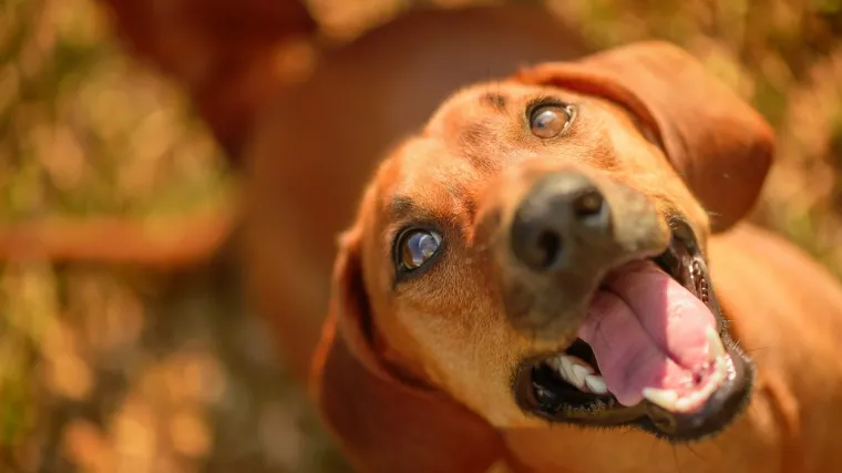 Pijan pucao u psa: Zračnicom ranio životinju, a potom se potukao s vlasnikom