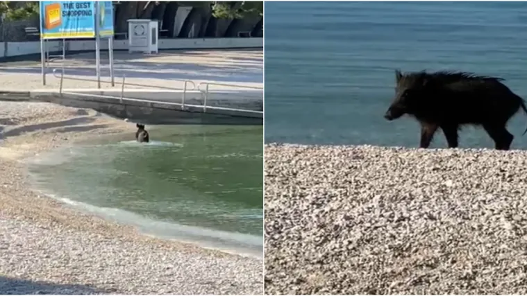VIDEO Vepar iskoristio koronakrizu i 'skočio' u more: Uživa na pustoj plaži u Ba&scaron;koj vodi