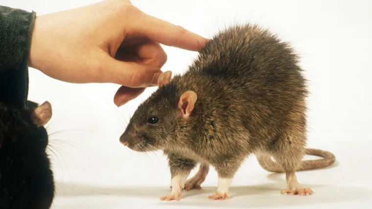 Znanstvenici otkrili da se hepatitis E misteriozno &scaron;iri sa &scaron;takora na čovjeka