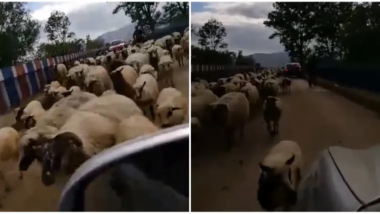 VIDEO Prometni problemi nakon izlaska iz izolacije: Vozač nai&scaron;ao na stado ovaca i nije mogao proći