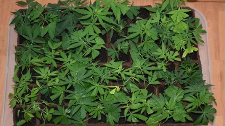 U kući je skrivao marihuanu, amfetamine, heroin i smolu konoplje, a imao je i improvizirani laboratorij