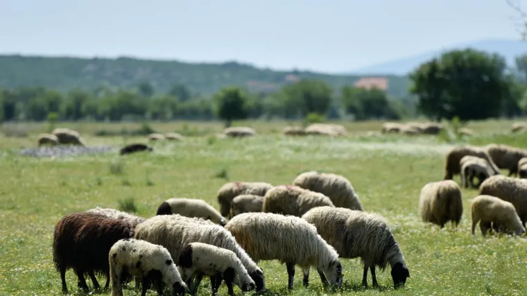 Deseci tisuća janjaca preživjeli proljetna slavlja! Doznajemo: Kreće velika rasprodaja!