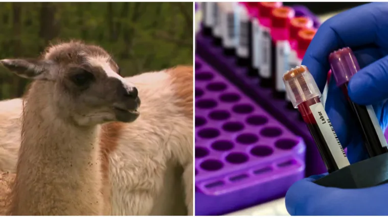 Znanstvenici misle da imaju tajno oružje protiv koronavirusa: 'Ako ovo uspije, zaslužuje spomenik'