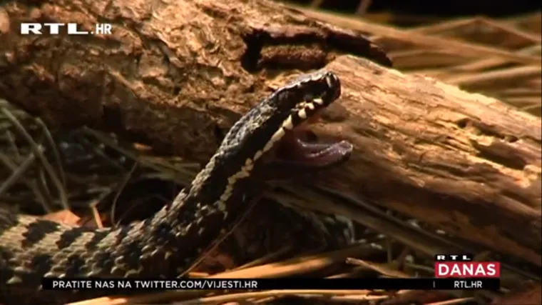 Sezona zmija: Ako vas ugrize, nemojte usisati otrov