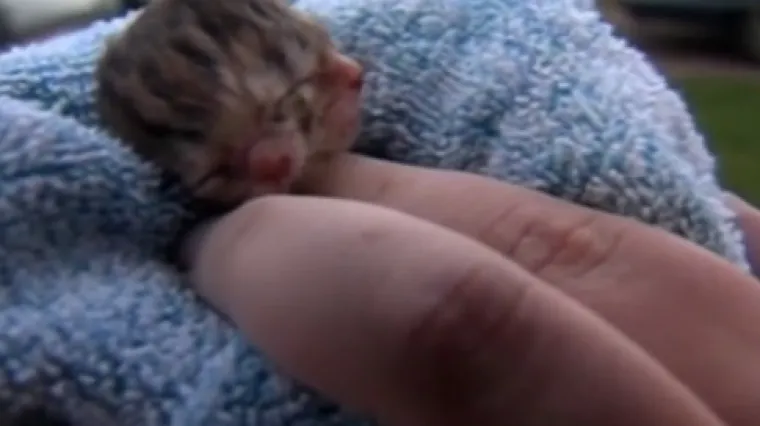 Uz pet zdravih mačića na svijet je do&scaron;ao i ovaj posebni mali&scaron;an