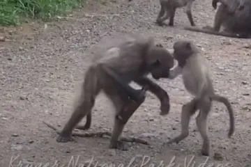 Mali majmun našao bocu piva, a onda je dojurio tata. Ono što se dogodilo zatim gotovo je nadrealno