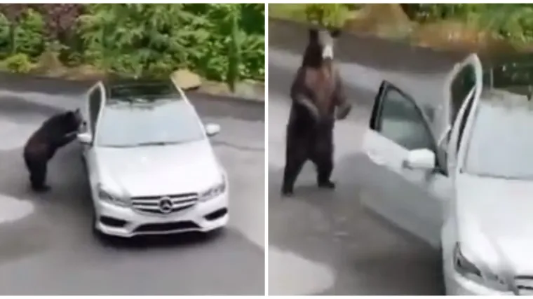 Medvjed došetao do automobila i ležerno otvorio vrata kao da to radi svaki dan