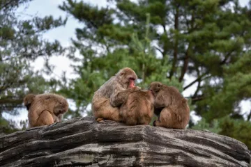 Banda majmuna napala laboratorijskog tehničara, ukrala uzorke krvi s koronavirusom i pobjegla