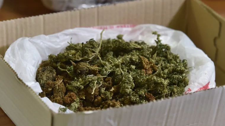 Policija prona&scaron;la 18 stabljika i vi&scaron;e od pola kilograma te droge