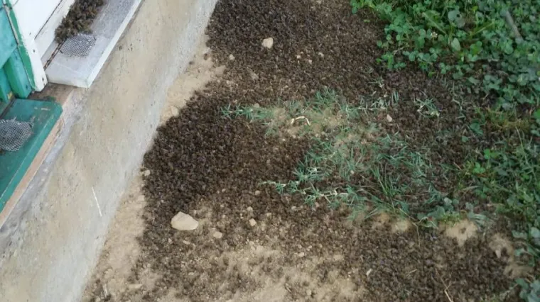 FOTO Netko je otrovao milijune pčela na sjeveru Hrvatske! &Scaron;teta - 200 eura po ko&scaron;nici