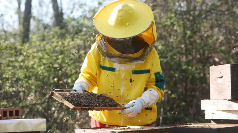Nezapamćeni pomor pčela u Međimurju, pčelari u suzama: 'Ako ne&scaron;to volite i to ugiba, to je dio vas'