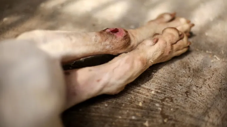 Mučenje životinja: Privezao pse za traktor i vukao ih po selu