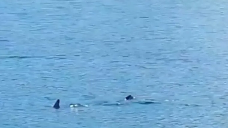 VIDEO Morski pas snimljen kod Dubrovnika: Policija pozvala kupače da izađu iz mora