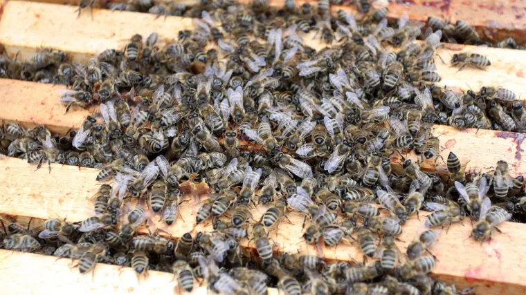 Pčele u Međimurju i dalje ugibaju: Potraga istražuje tko je kriv za pomor  i ogromnu &scaron;tetu
