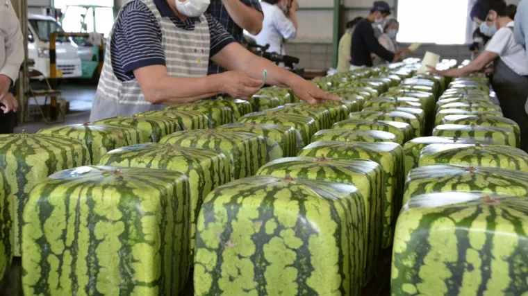 Za nejestive kockaste lubenice Japanci su spremni izdvojiti pozama&scaron;ne iznose, evo i za&scaron;to