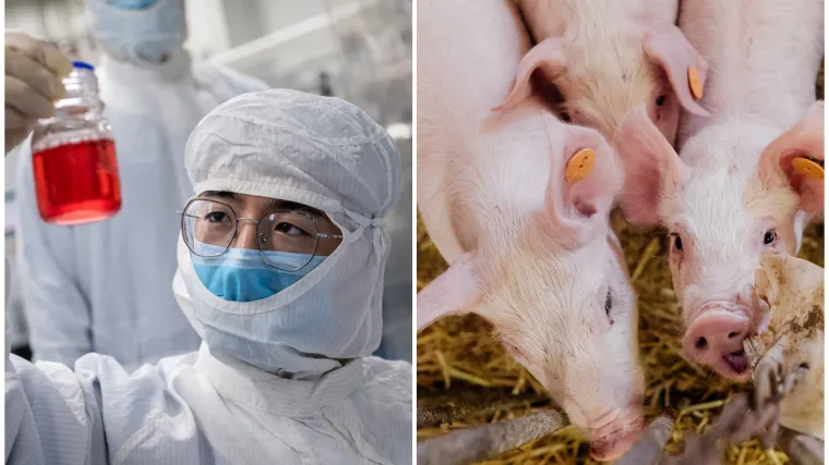 Ovog nose svinje, a može zaraziti i ljude. Znanstvenike brinu mutacije