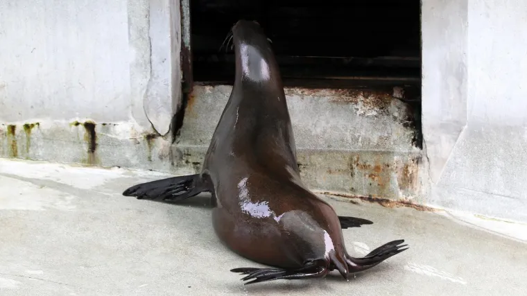 Zagrebački ZOO ima novu bebu; Ekipa RTL-a posjetila je mladunče morskog lava