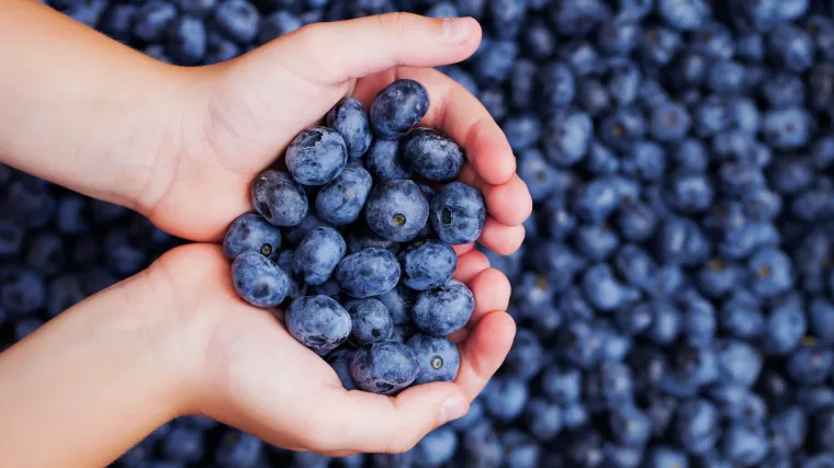 Krenula je berba borovnica: Berača ne nedostaje, ali za &scaron;aku ovih slasnih plodova treba se itekako potruditi