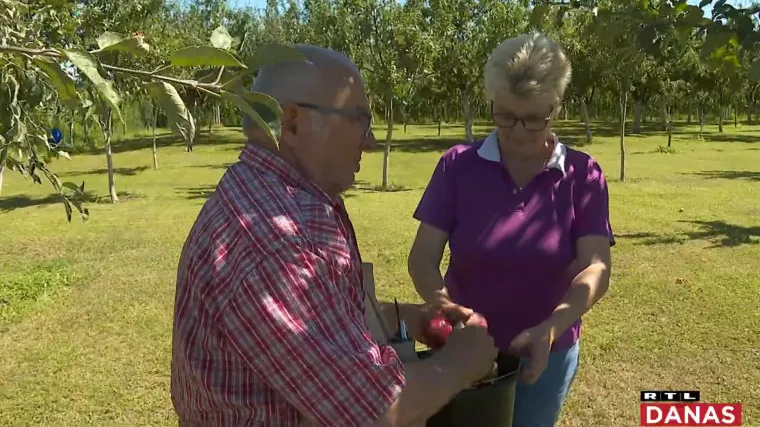Sakupljač starih hrvatskih voćki: Voćka na kojoj raste 120 sorti jabuka konkurira za obaranje Guinnessova rekorda