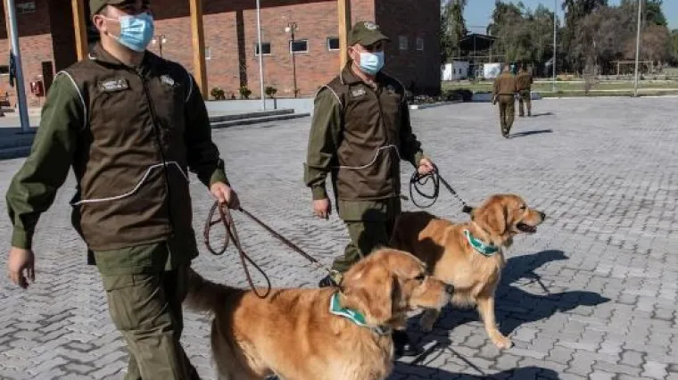 Novi biodetektori: U Čileu treniraju pse da nanju&scaron;e osobe zaražene koronavirusom