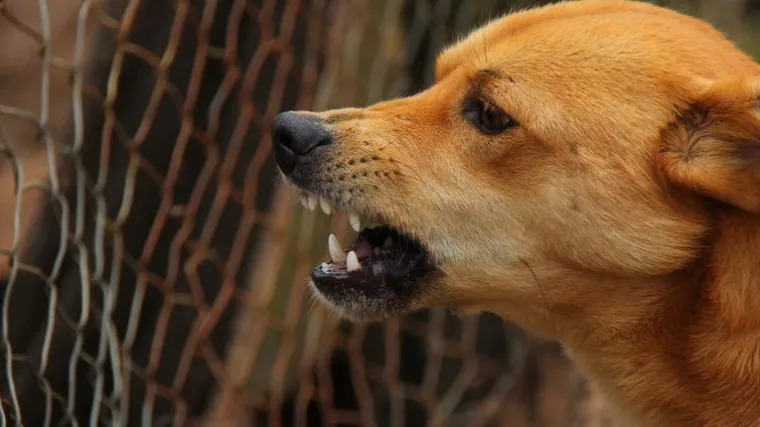 'Imati psa znači imati i veliku odgovornost!'