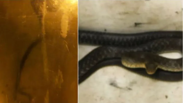 Zmija u&scaron;la u kuhinju, &scaron;okirani ljudi zvali pomoć! 'Ostali su dovoljno prisebni. Zmija nije bila za suradnju'