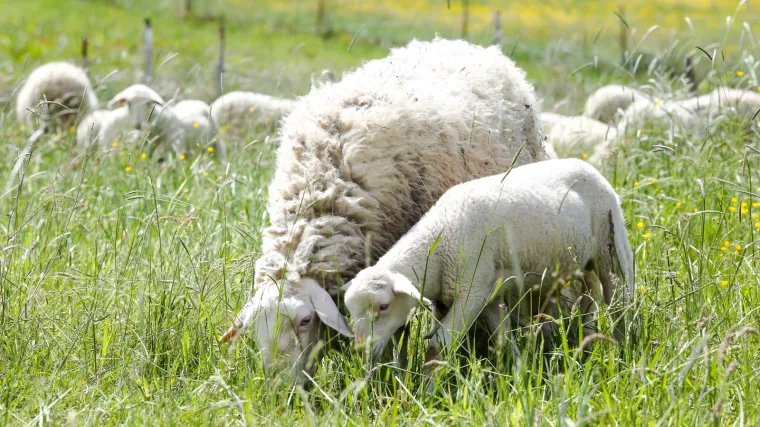 Drama u malenom selu u Dalmatinskoj zagori: Tisuću ovaca ostalo bez pitke vode