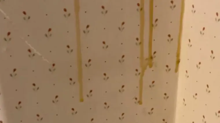 Otkrili da im se u kuću uselila kolonija od 20.000 do 30.000 pčela