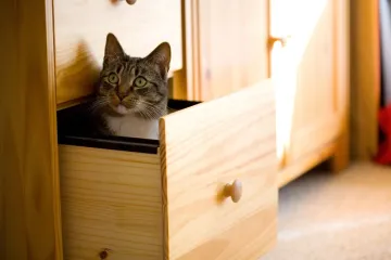 Par nije tako skoro htio drugo dijete, ali onda se njihov kućni ljubimac poigrao sa sudbinom