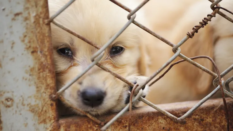 Horor u Lici: Ostavio ženku psa i njena četiri &scaron;tenca zatočene da umru od gladi i žeđi