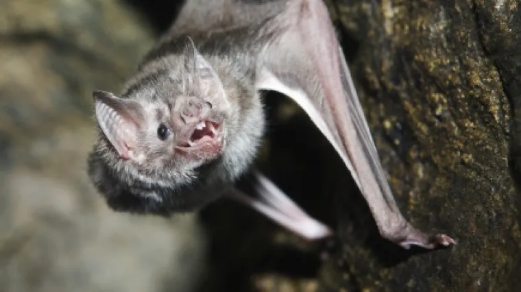 Znanstvenici pokušavaju otkriti misterij: Zašto su šišmiši otporni na koronavirus?