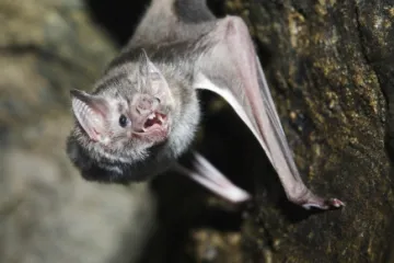 Znanstvenici pokušavaju otkriti misterij: Zašto su šišmiši otporni na koronavirus?
