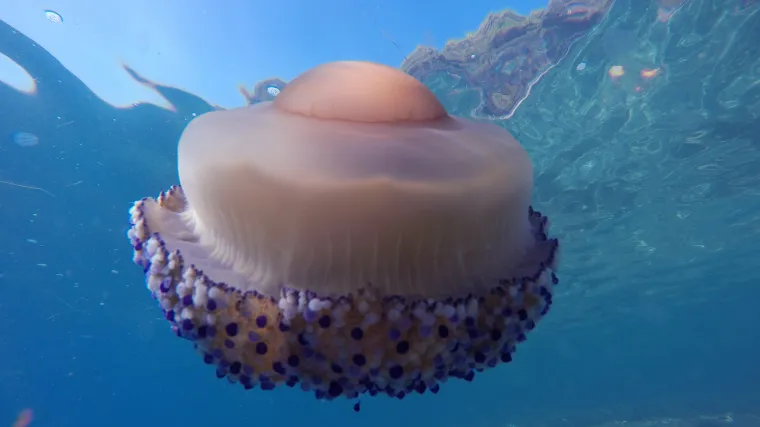 Znanstvenik pojasnio da nema razloga za brigu, ali da ih se može očekivati još više