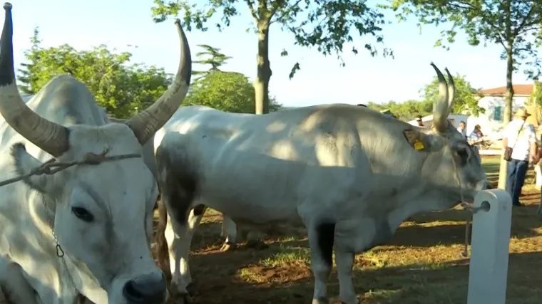 Vlasnik najljep&scaron;eg bo&scaron;karina: 'Sebi ostavi&scaron; najljep&scaron;e i najbolje, kao kad mladić bira djevojku'