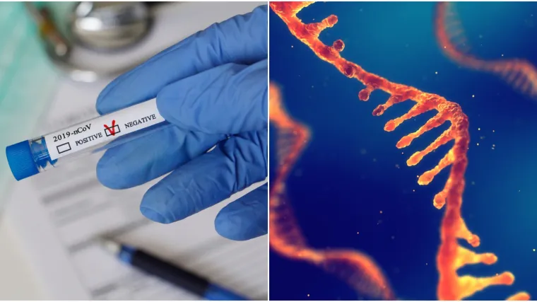 Novi koronavirus do sada je napravio vi&scaron;e od 6000 mutacija! Na neke je utjecao čovjek