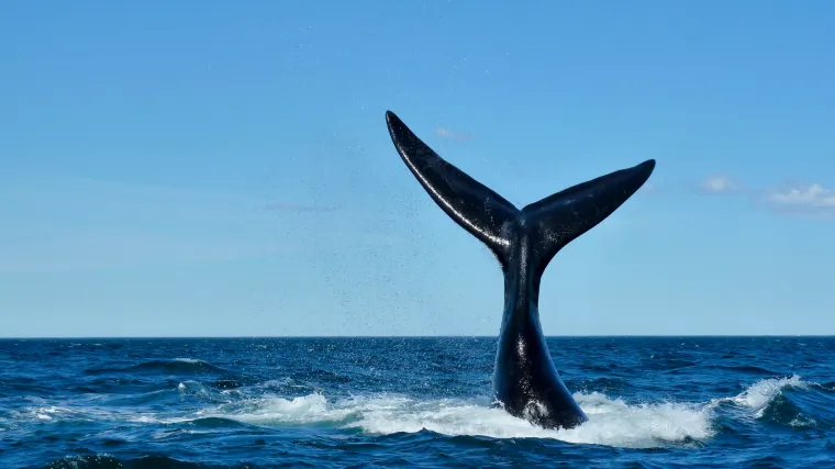 Nevjerojatan prizor u Dalmaciji: Četiri zaigrana kita pratila brodicu na putu prema Stonu