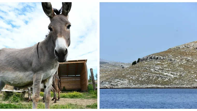 Ostavljeni na Kornatima: Magarac i magarica ostavljeni na nenaseljenom otoku bez kapi vode!